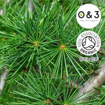 [GO5109 천연화장품비누재료] 시더우드 (ORGANIC CEDARWOOD ATLAS)-O&3 유기농, 1L