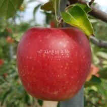 [나무판매] 자연농원 사과 나무 묘목판매, 시나노골드(황금사과), 1개