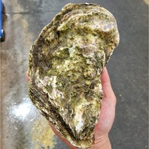 산지직송 통영 석화 굴 각굴 하프셀 삼배체굴 하프쉘 세척 대굴 5kg 10kg 10키로, 8.삼배체굴(5kg), 1개
