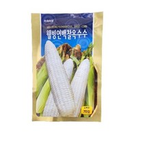 찰옥수수씨앗 70립 백찰옥수수, 1개
