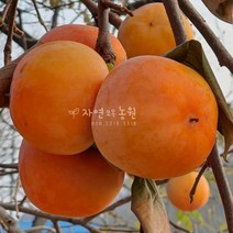 자연농원 아삭한 단감나무 묘목, 차량단감중묘
