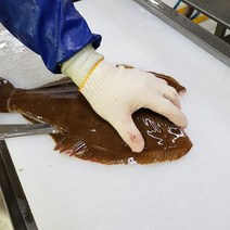 광어회 광어필렛 손질후 500g, 옵션1. 광어필렛 500g
