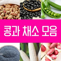 강낭콩 씨앗 호랑이콩 울타리콩 완두콩 작두 적작두콩 아라리 팥 녹두 율무 깨 옥수수 땅콩 서리태 메주 쥐눈이 렌틸 종자 파종 재배 슈퍼 땅콩 씨 종자 키우기 모음, 3.호랑이콩씨 30g