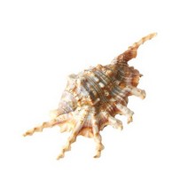 치아그라 소라 1개 조개껍질 소라장식품 .미미네아쿠아