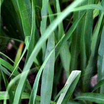 캔들마노 [ 프래그런스오일 ] 시트로넬라 Citronella ( 국내산 _ 더 진해진 프래그런스 ) 천연시트로넬라오일함유, 100ml