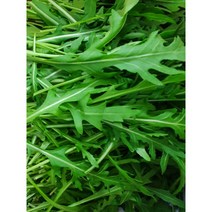 [특급] 싱싱한 와일드루꼴라 250g 500g 1kg 베이비루꼴라, 와일드루꼴라 500g, 1개