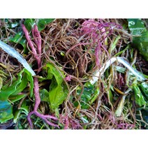 동성수산 진공포장 과메기 햇과메기 꽁치과메기, 꽁치과메기 20쪽+야채세트