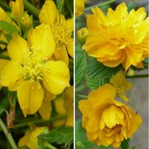 묘목 황매화 /H1.0m)/3개 AB414