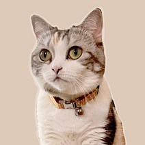 고양이 목줄 실리콘 밴드 네임택 목걸이 이름표, 레드체크, 화이트
