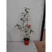 가꾸다 무늬동백(월파), 1개