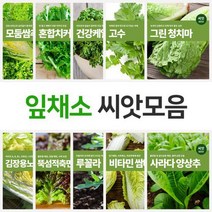 모둠쌈채 쌈추 상추 치커리 건강케일 개똥쑥 경수채 곤드레 루꼴라등 잎채소 쌈채소 모음, 텃밭놀이씨앗