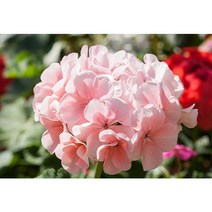 제라늄 씨앗 매버릭 애플브로썸 제라늄키우기, 5립