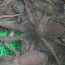 생선톡톡 뻘낙지 (대) 산낙지 1마리 150~190g