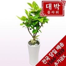 대박플라워 뱅갈고무나무 개업화분 집들이 인테리어 공기정화식물 관엽식물 꽃배달