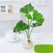수배 봄날개 분재 사무실 내 포름알데히드 흡입 거실 꽃 물 키우기 큰잎 녹라 키우기 봄비 녹식물, 색깔1, 분지, 1개