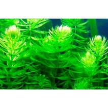 붕어마름8cm 3촉 [체리새우/crs새우/생이새우키우기] 애완 관상용새우은신처 자연수초, 5촉
