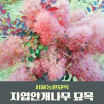 서울농원묘목/자엽안개나무 묘목 조경수 관상수 안개나무 신품종