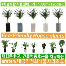 없음 [반값화분] MAIN-대형드라코130(드라세나) 직접배송 축하화분 개업화분 거실화분 카페화분 인테리어화분 아레카야자 극락조 알로카시아 파키라 고무나무, 해초바구니