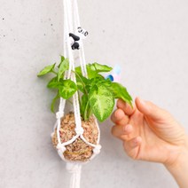 행잉플랜트 식물 토피어리 수태 볼 만들기 diy, d 싱고니움, 1개