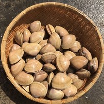갈미조 1kg 제철조개 캠핑모듬조개 캠핑조개 해산물 수산물 어패류 바지락 째복 명주 비단 갈미 백합조개 백상합 모시 뿔소라 대합 개조개 참가리비구이 키조개 전복 삐뚤이소라 밀고동, 1개