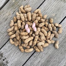 23년 지금수확중 국내산 삶아먹는 햇 생 땅콩 피땅콩 물땅콩, 1개, 3kg