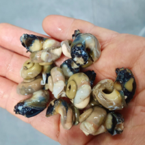 삶아 깐 보말 참고동 바다고동 서해고둥 23년도 냉동 영업용 보말칼국수 1kg