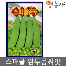 완두콩씨앗 200립, 완두콩
