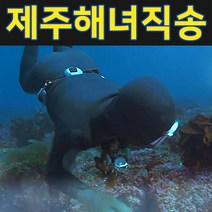 [제주직송 3kg] 제주 해녀가 직접 잡은 제주 뿔소라 3kg