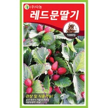 눈개승마 1g - 씨 씨앗 눈개승마씨 눈개승마씨앗 나물 나물씨앗 채소씨 채소씨앗 능개승마, 15_다농_레드문 딸기(100립)