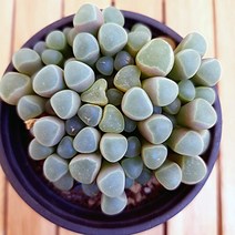 러브코리아 손가락 과자같은 오십령옥 키우기 쉬운 다육식물1-40 랜덤발송, 단품