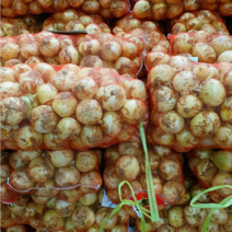 23년 청원농산 햇양파 10kg 20kg, 10kg(대 조리용), 1개