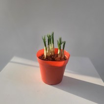 구근식물 크로커스 샤프란 향기좋은 꽃 소품 10-20cm 29