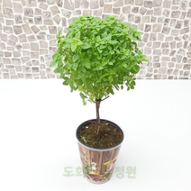 도희씨네 정원>> 막대사탕 토피어리 바질트리 중형 120, 1개” class=”wr-img”></a></div></div></div></div><div class=