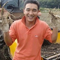 (햇삼/750g)다림용난발삼 세척인삼 쭉뻗은 원수삼 영업용삼계.가정용실속파삼특가/선물용행사/금산부부인삼.못난이난발삼추천, 1개, (03)비세척-750G 홍삼다림 못난이실속막삼