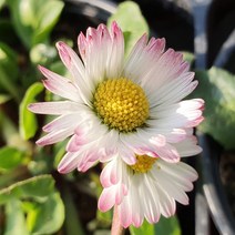 야생화피어나라플라워 동국 흰색(1Set 3포트)