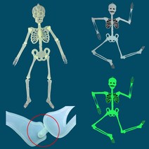 야광 인체 골격 모형 해골 사람 뼈 조립 (중형 32cm)