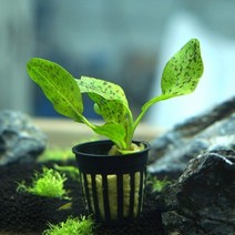 [천삼백케이] [미미네아쿠아] 루드위지아 슈퍼레드 (1포트), 단품