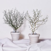 마오리소포라 코로키아 중품 실내공기정화식물 인테리어 키우기 플랜테리어, 1.마오리소포라 중품, 1.식물+독일토분+에그스톤(받침 미포함)