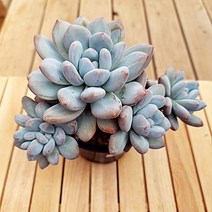 후레뉴 대품 목대 다육이 예쁜다유기 가을다육1-450, 단품