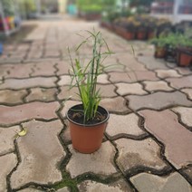 수생식물 시페루스 여름식물 15~25cm 32, 1개