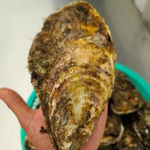 통영 삼배체굴 생굴 석화 2kg