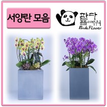 PFA013 은혼식 부모님 어버이날 서 양난 키우기 선물, 선물용 서양란, 10.샤니2(PFA022)