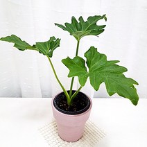 오블리 몬스테라 아단소니 키우기 식물재테크 개업화분, 단품