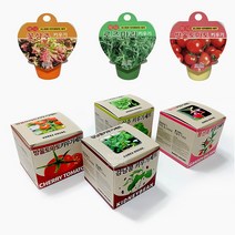 폴포 식물 재배 세트 화분 꽃 키우기 새싹 기르기 키트 토마토 강낭콩 봉선화 상추 씨앗 학습 원예 체험, 07. 강낭콩 키우기 세트