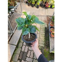 18900 휘커스움베르타 중대품 40~70cm, 1개