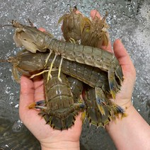 스테잇홈 제철 남해안 자연산 활 쏙 갯가재1kg 털치, 활갯가재1kg(25미내외), 1개