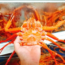 홍게제철 연지홍게 홑게 동해안 프리미엄 박달홍게 3kg, 수율 80%이상 (7~8마리)