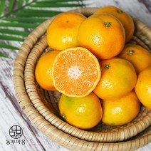 [돌담과수원] 제주 노지 감귤 9kg(중대), 단품