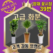 양재꽃39호 개업화분 공기정화식물 축하 관엽 인테리어식물 반려식물 실내정원 금전수 해피트리 스투키 행복나무 행운목 고무나무 전국당일꽃배달싼곳, 24 스투키 시멘트분(도시지역 한정)