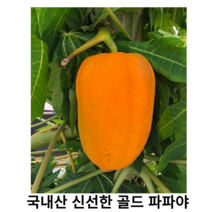국산 골드 파파야 1kg 옐로파파야 과일 샐러드 파파야 주스 건강한 열대과일 동남아 과일 다이어트 국내산